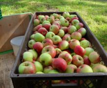 Apple harvest in the park
