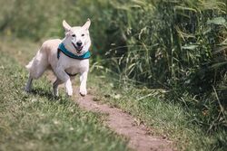 Holiday with dog at Manor House Pütnitz in Mecklenburg-Vorpommern