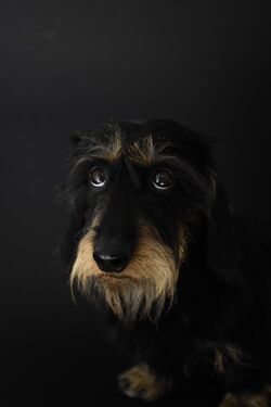 Our dachshund Rasko - fiesty little sausage liked to vacation on Manor House Pütnitz